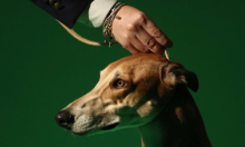 Od čivave do hrta: Znanstvenici otkrili koji psi imaju najviše vučjeg DNK