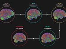 Revealed: The five key stages of the human brain - with the 'adolescent' phase lasting until age 32