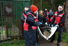 Medvedko Mici iz ograde v Završnici preselili v avstrijsko zavetišče