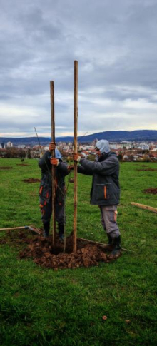 ZASAĐENO STO NOVIH SADNICA DRVEĆA NA BAGDALI! Kruševac planira da zasadi 700 mladica (FOTO)