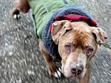 Vet sentenced to jail time after refusing to give dog back to homeless owner