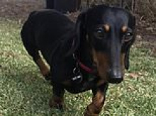 Woman who tried to hide METH inside her miniature dachshund hits back at judge's guilty verdict - as it's revealed she already owns a new pet