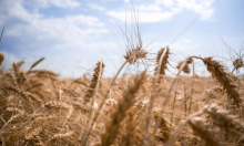 Pao dohodak u domaćoj poljoprivredi, ovo su očekivanja do kraja godine