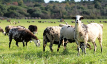 Sve više uzgajivača ovaca i koza odustaje od uzgoja: Od vlasti traže manji PDV