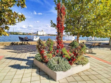 OVO JE JEDNA OD NAČISTIJIH I NAJUREĐENIJIH OPŠTINA NA ISTOKU SRBIJE: Tokom ove godine posađeno preko 30.000 cvetnica u Kladovu (FOTO)