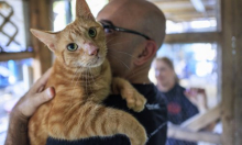 Nova studija ruši staru teoriju: Domaće mačke u Europu stigle tek u doba Rimskog Carstva