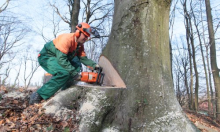 HBOR i Ministarstvo poljoprivrede ponovno uvode povoljnije krediti za drvoprerađivačku industriju