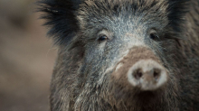 Polizeieinsatz: Wildschweine sorgen für Aufruhr - Jäger erlegen Tiere