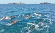 Kitovi i dupini puni 'vječnih kemikalija': Nova studija otkriva alarmantnu razinu PFAS-a u oceanima