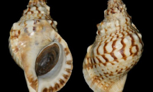 Školjke pronađene u Španjolskoj mogle bi biti među najstarijim glazbenim instrumentima