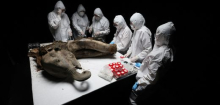 Mammut »Yana«: Wissenschaftler führen Nekropsie durch