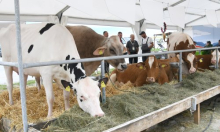 Proizvođači priželjkuju najavljenu izgradnju Centra za meso u Križevcima: 'Industrija je obezglavljena'