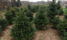 Uvoz božićnih drvaca eksplodirao za nevjerojatnih 70 posto, najviše iz Danske i Mađarske