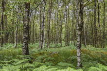Gozdna olimpijada s hišnim orkestrom, zajčjim rapom in koračnico poguma praproti