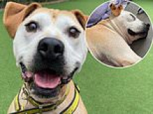 Lonely dog known as 'Captain Cuddles' finds his forever home...after almost three years in a shelter