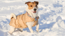 Sinkende Temperaturen: Wann ist eine Winterjacke für Hunde sinnvoll – und wann nicht?