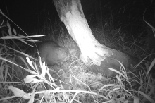 Der erste Biber im Mürztal: „Nicht vorschnell als Problem sehen“