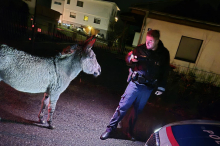 Wiederholungstäter: Esel Henry wurde zwei Mal von der Polizei gefasst