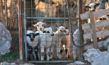 U Hrvatskoj po prvi put potvrđena kuga malih preživača