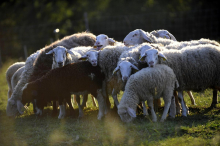 Na Hrvaškem prvič potrdili kugo drobnice