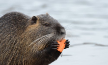 Po monogamiji uz dabrove i gibone: Ljudi su među najvjernijim sisavcima