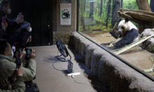 Japanci u suzama: Uskoro vraćaju Kini divovske pande blizance