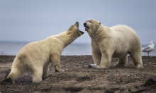 Porast temperature ostavlja trag u DNK-u polarnih medvjeda