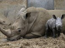 Meet the baby white rhino born in the Cotswolds... whose mother is named after an I'm A Celeb star