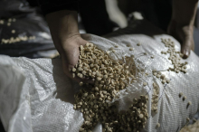 ZN: V Siriji ustavili nezakonito proizvodnjo kaptagona