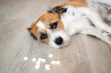 Demencija kod pasa je češća nego što mislite: Ovo su prvi znaci 