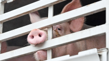 Agrarbetriebe: Stopp bei Schweine-Schlachtung: Ministerin hofft auf Ersatz
