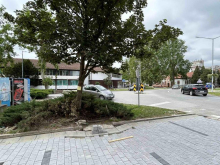 Šok scena na ulicama srpskog grada! Nesvakidašnja životinja se slobodno kreće, građani zabrinuti