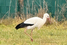 Kein „Ab in den Süden“: Storch verbringt den Winter lieber im Mürztal