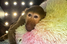 Ein Pavian fliegt nach Dschibuti und andere spektakuläre DHL-Transporte