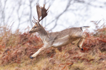 Happy End in Kärnten: Hirsch Bruno darf auf Gut Aiderbichl leben
