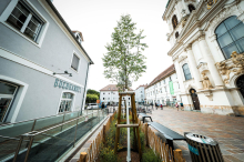 Blühende Bilanz: Die Stadt Graz hat heuer 836 neue Bäume gepflanzt – 311 ersetzten zuvor entfernte Exemplare