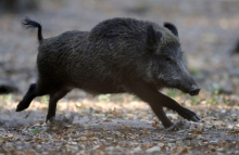 Četrtna skupnost Dravlje objavila posnetek tropa divjih prašičev, ki prečkajo cesto