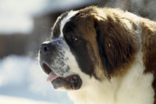 In Graz-Umgebung: Hundeattacke: Zwei Terrier von Bernhardinern getötet