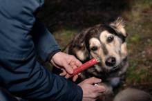Tierschützer appellieren: „Bitte keine Raketen abschießen“