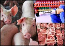 KOLIKO JE ZDRAVO MESO KOJE JEDEMO? Potvrđena trihinela u Mačvi i Pančevu, bolest za koju nema terapije: Mogu se isprati creva čoveku, ali uspešnost je upitna