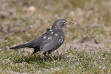 Neues Phänomen: In Kärnten sind vermehrt „ausgebleichte“ Vögel zu beobachten
