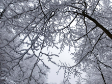 V torek bi lahko dočakali sneg tudi v nižinah, temperature bodo cel teden krepko pod lediščem