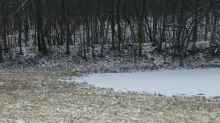 Suchbild: Augentest: Können Sie den perfekt getarnten Husky entdecken?