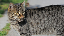 Verhaltensbiologie: Warum Katzen lebende Mäuse nach Hause bringen – es sind keine 