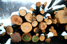 Pri sečnji lesa se je smrtno ponesrečil 41-letni moški