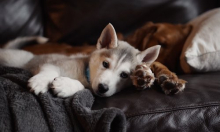 Znanstvenici izračunali ugljični otisak hrane za pse