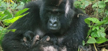 Demokratische Republik Kongo: Seltene Geburt bei Berggorillas im Virunga-Nationalpark