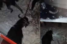 VOZ PREGAZIO BIVOLA NA PRUZI KOD NOVOG SADA, A ONDA JE USLEDILO ČUDO Meštani odmah dotrčali, ali ih je prizor PRENERAZIO! 