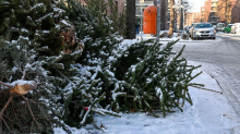 Berlin: Weihnachtsbäume werden abgeholt: Das muss man beachten