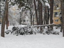ISTINA O NESTANKU STRUJE U LOZNICI! Tri advokatske kancelarije naplatile 300 MILIONA ODŠTETE za seču drveća u zoni dalekovoda i niskonaponske mreže